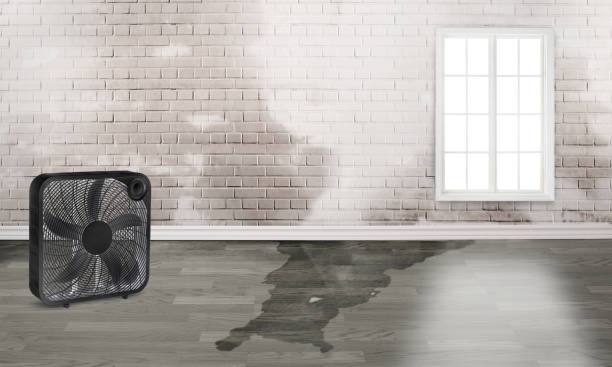 Best Carpet water damage restoration  in Chesapeake, OH