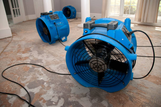 Best Mold removal after water damage  in Chesapeake, OH